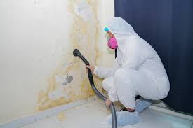 Best Mold Remediation for Vacation Homes  in USA